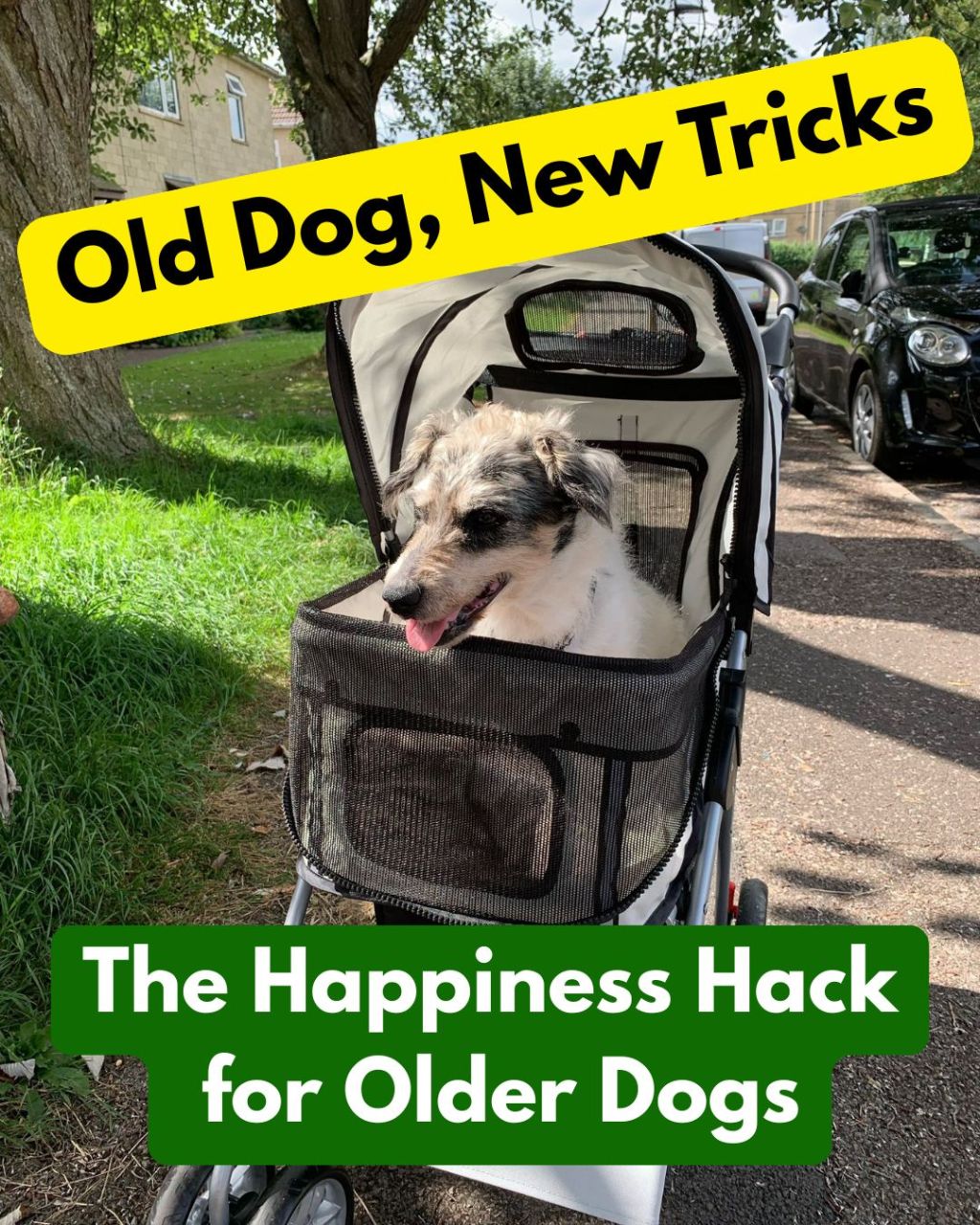 Senior Dog Training Tips: Keeping Your Older Pup Sharp, Happy &&nbsp;Loved